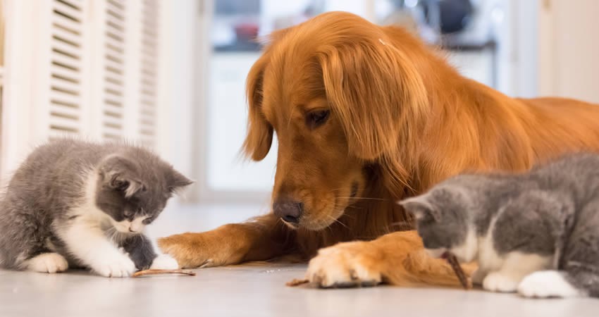 blog_oim_chubb_seguros_mascotas